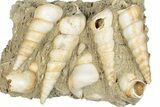 Fossil Gastropod (Haustator) Cluster - Damery, France #284438-1